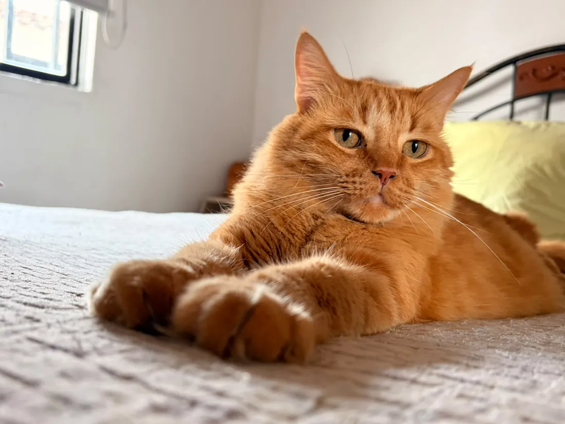 Boris, otra foto