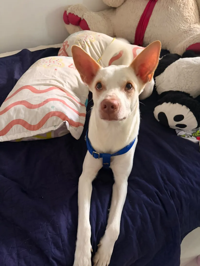 Milo